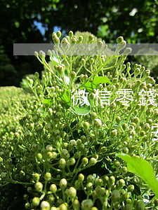 微信零錢還信用卡：是否扣手續(xù)費？安全嗎？操作指南